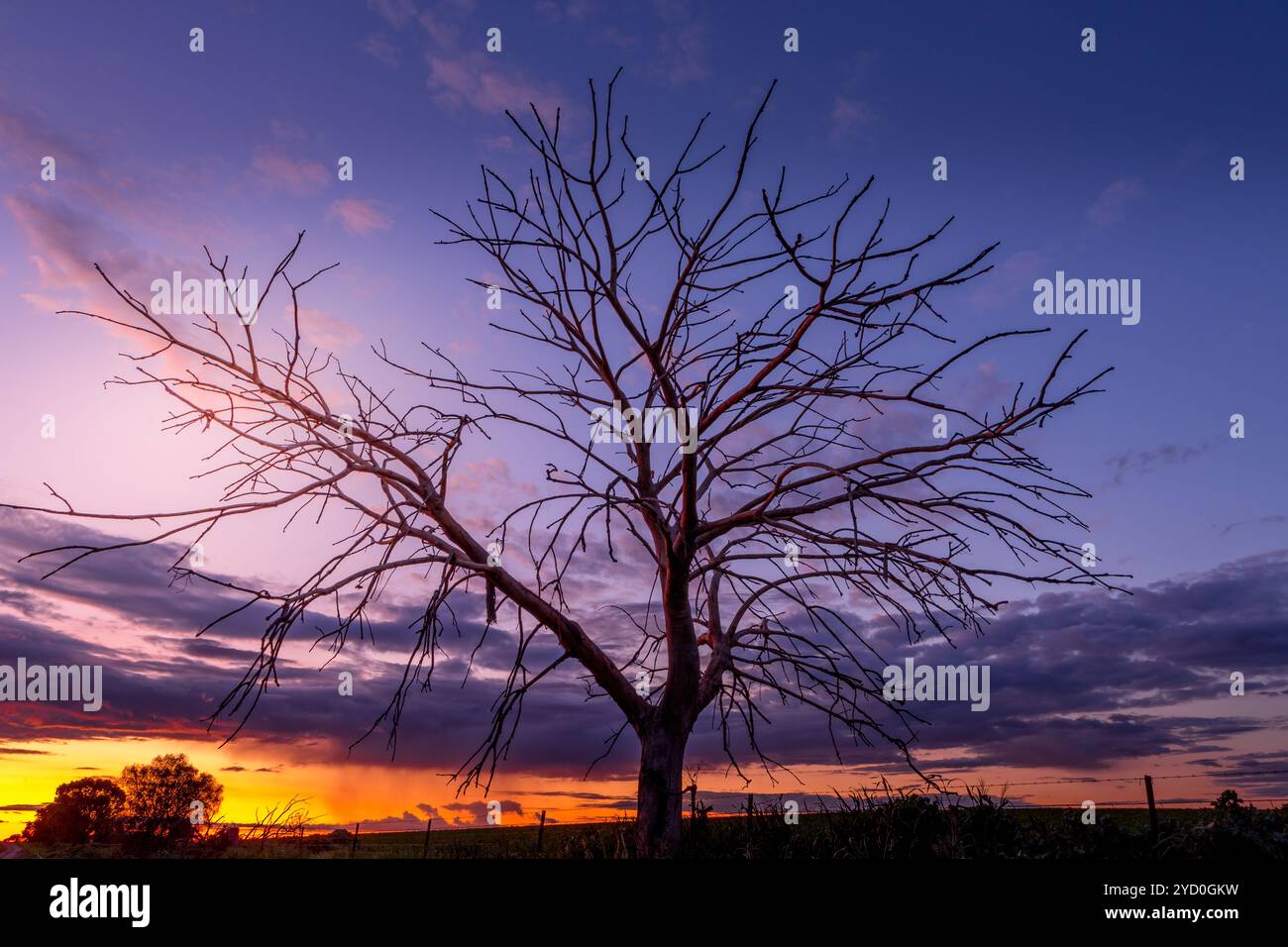 Tree silhouette colour hi-res stock photography and images - Alamy