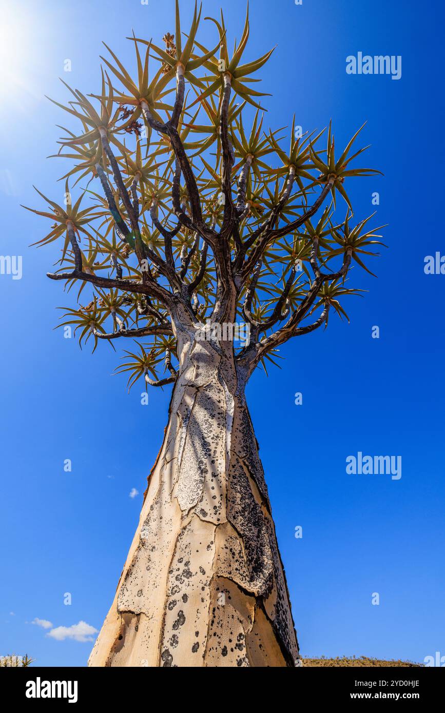 quirky close up of the scaly bark of a quiver tree and looking up the trunk to the smooth branches spreading out at the top in gannabos south africa Stock Photo