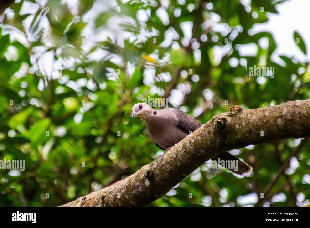 RED-EYED DOVE  ( Streptopelia semitorquita )- Kasangati, Kampala Stock Photo