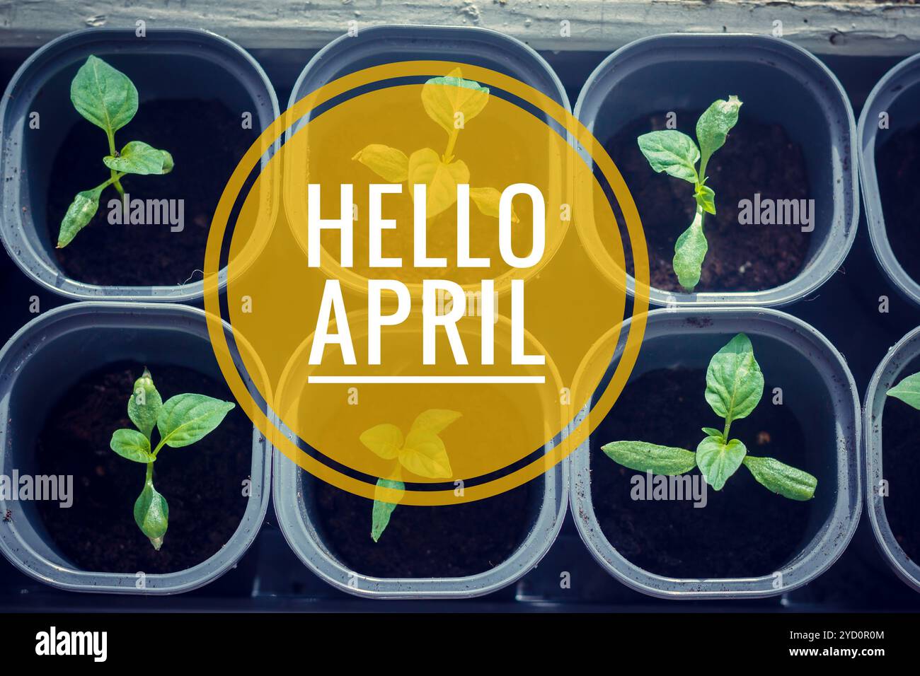 Banner hello april. Hi spring. Hello April. Welcome card We are waiting ...