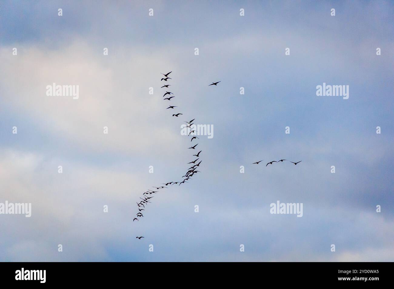 A flock of birds in the sky. Flight of bird. wild birds Stock Photo