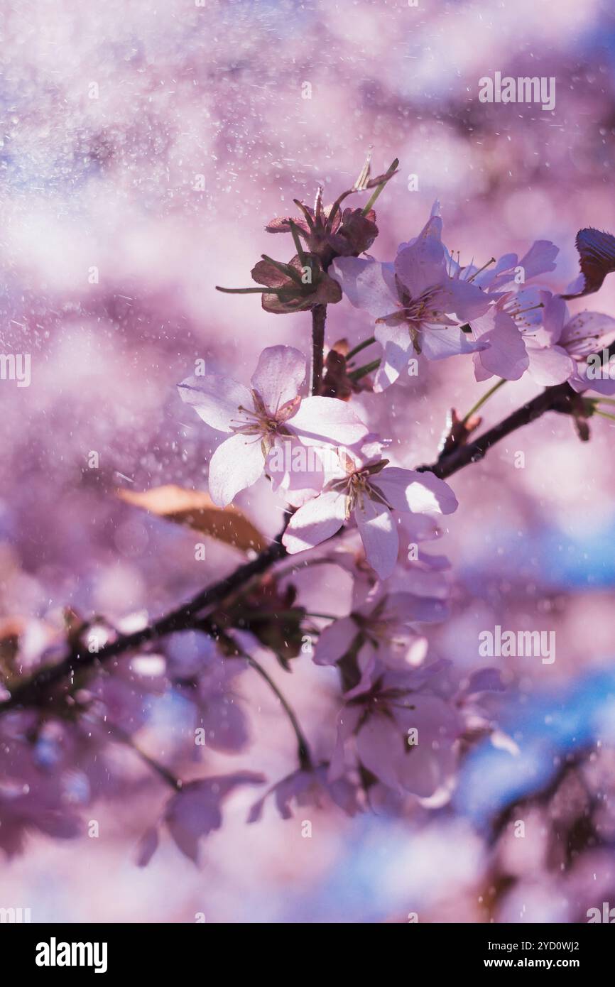 Flowering Japanese tree - Sakura. Pink flowering tree. Fragrant tree ...