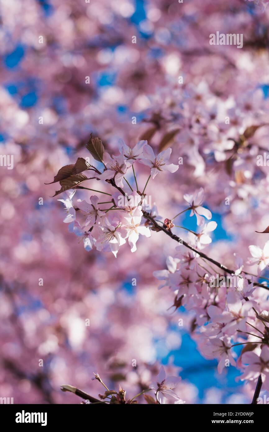 Flowering Japanese tree - Sakura. Pink flowering tree. Fragrant tree ...