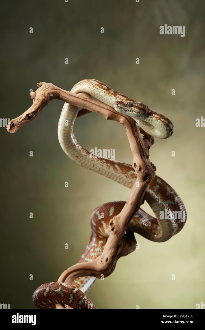 A python twists its body around a branch, displaying its sinuous form ...
