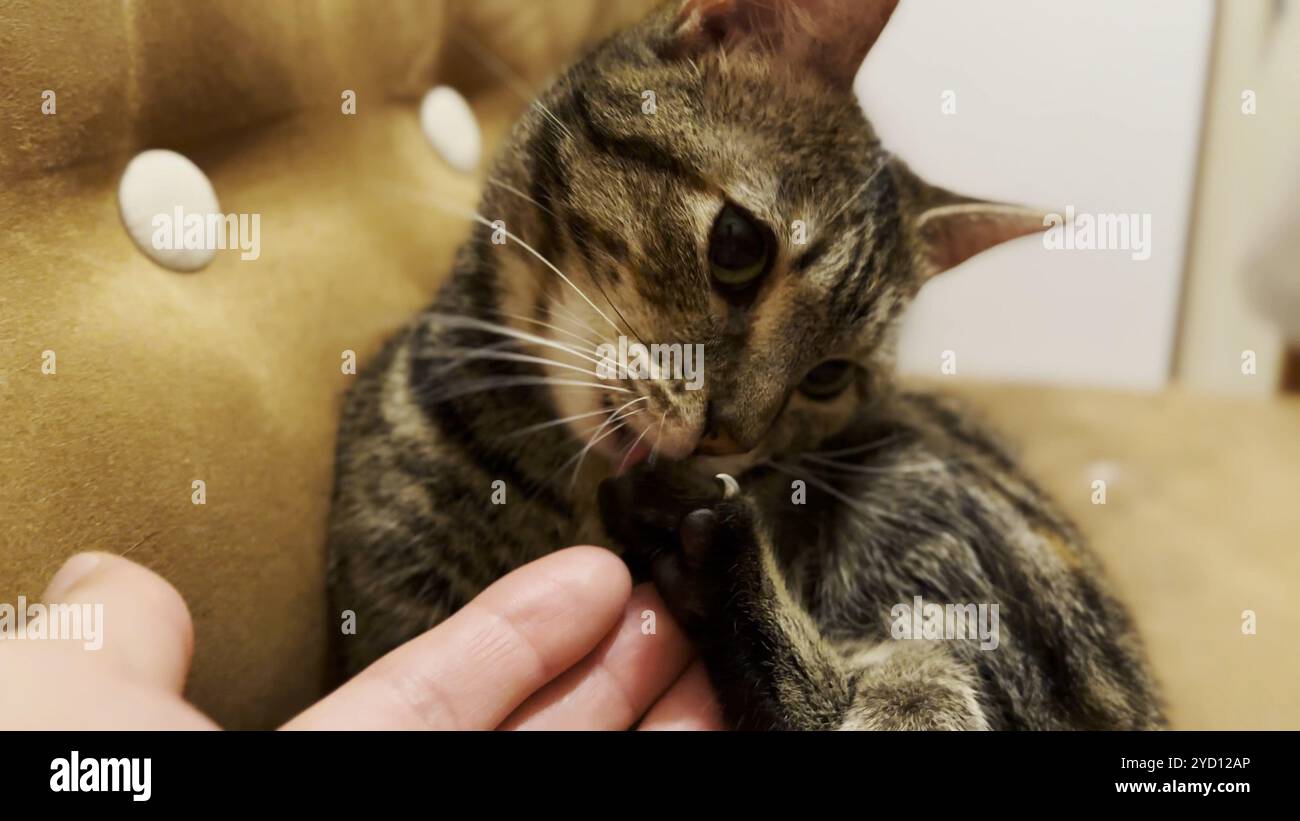Visual Reference: Beautiful Tabby Cat Licking Her Paw By Tongue Indoor Pretty
