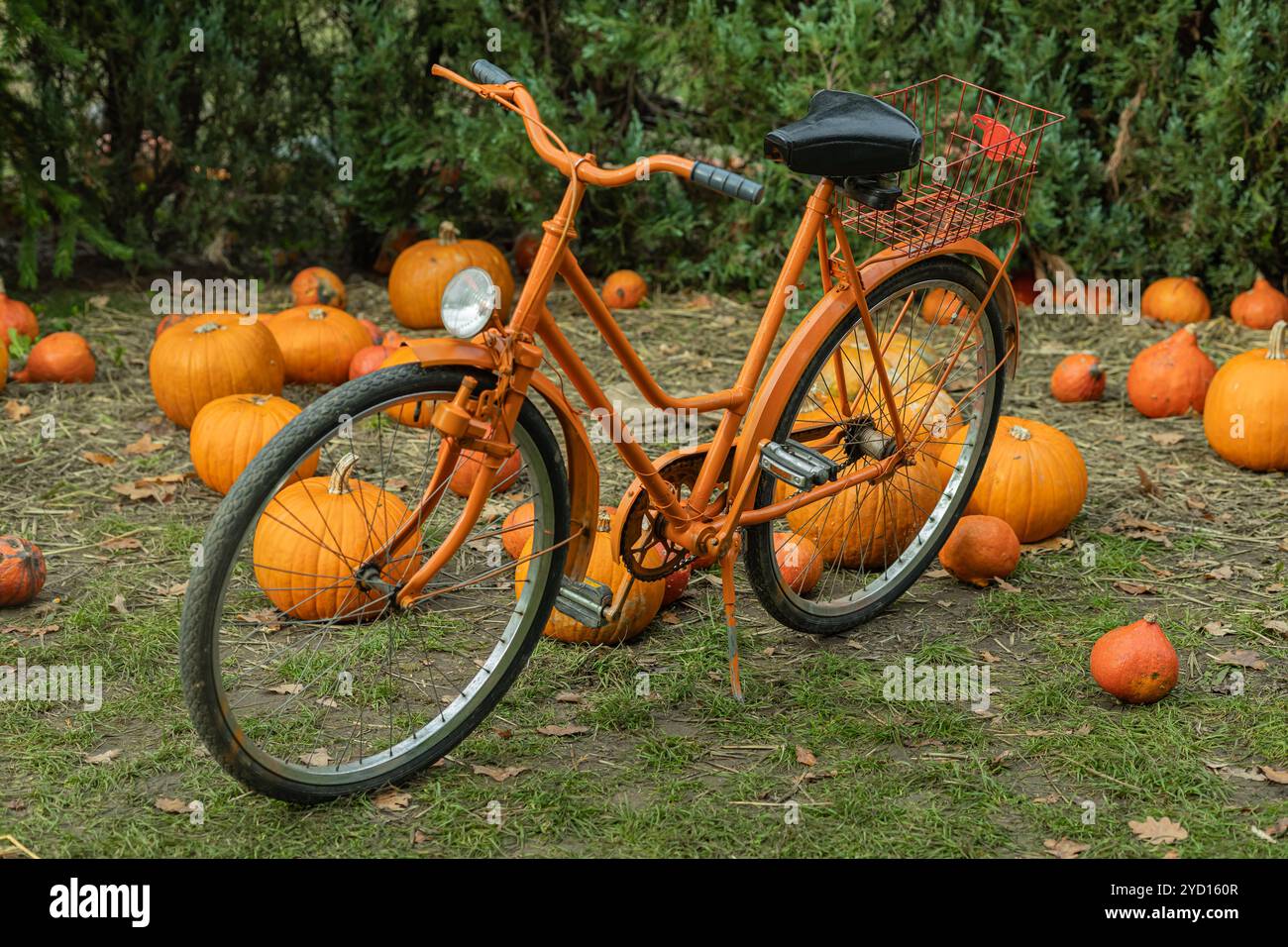 Vintage orange bicycle parked among pumpkins in autumn garden on a sunny day Stock Photo