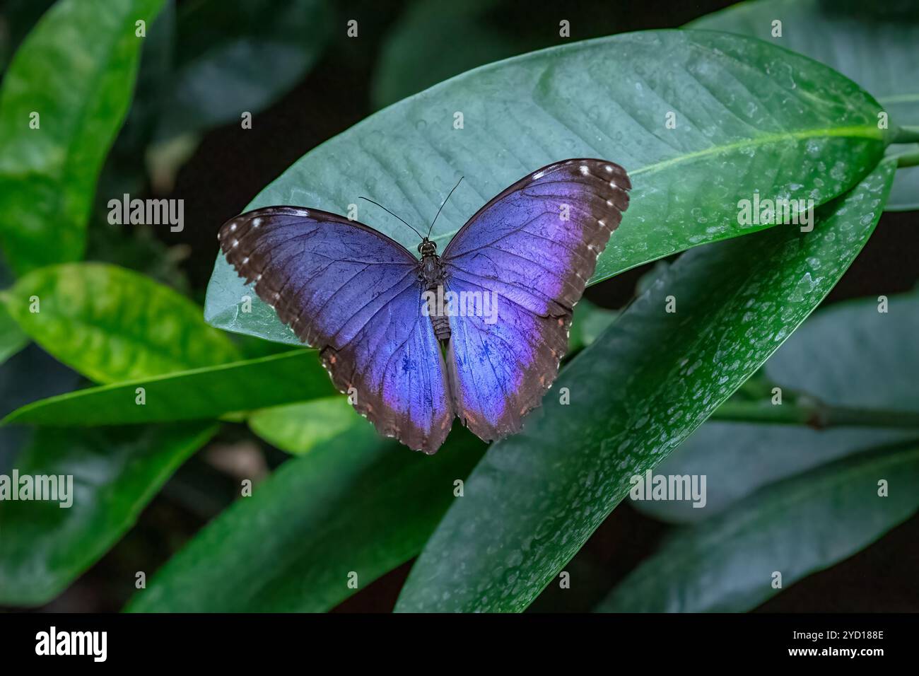 Morphinae hi-res stock photography and images - Alamy