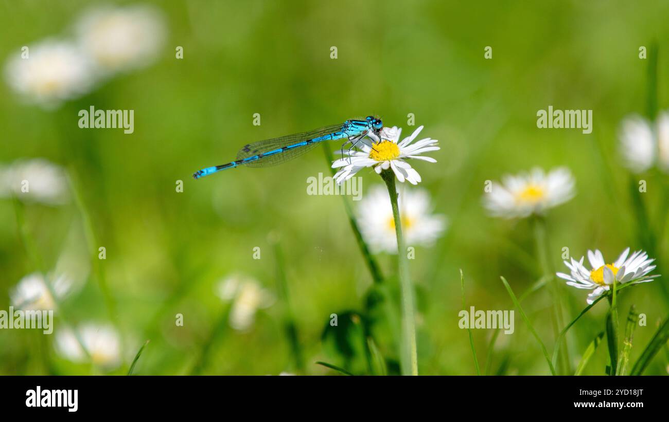 Common Blue Damselfly perched on a daisy Stock Photo