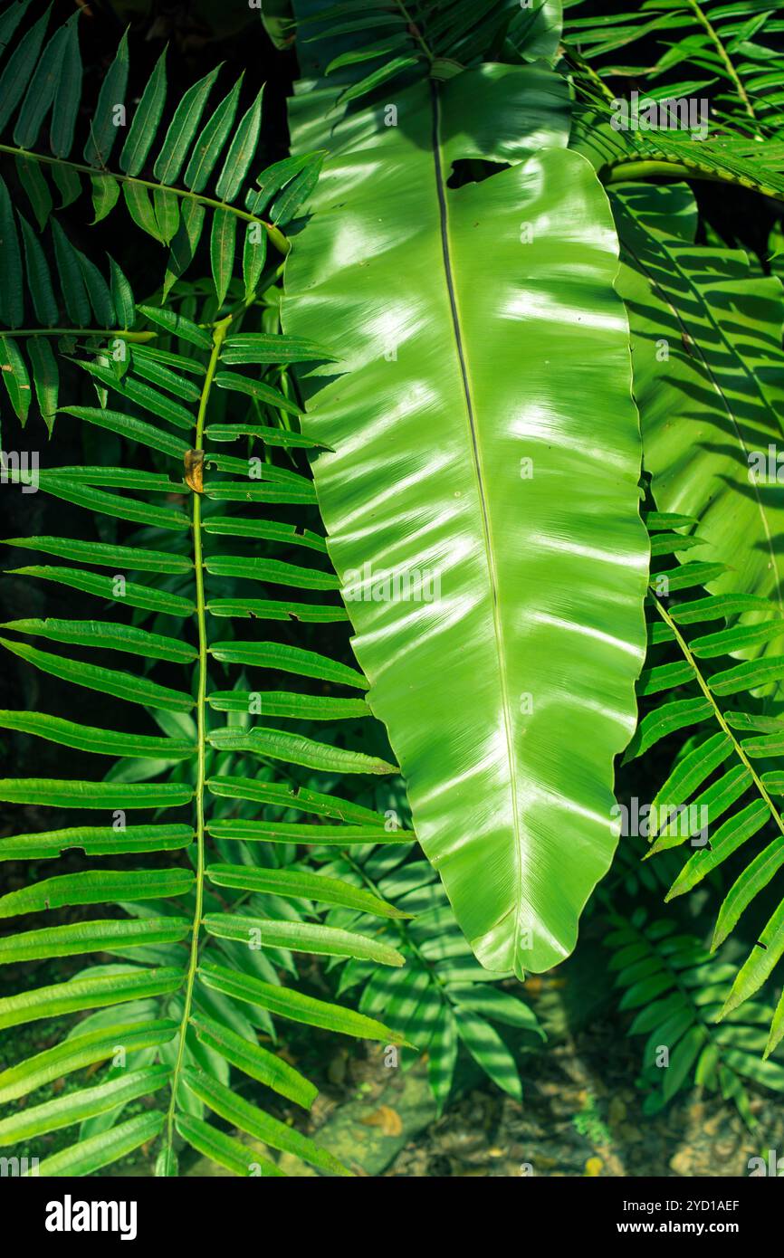 Tropical detail hi-res stock photography and images - Alamy