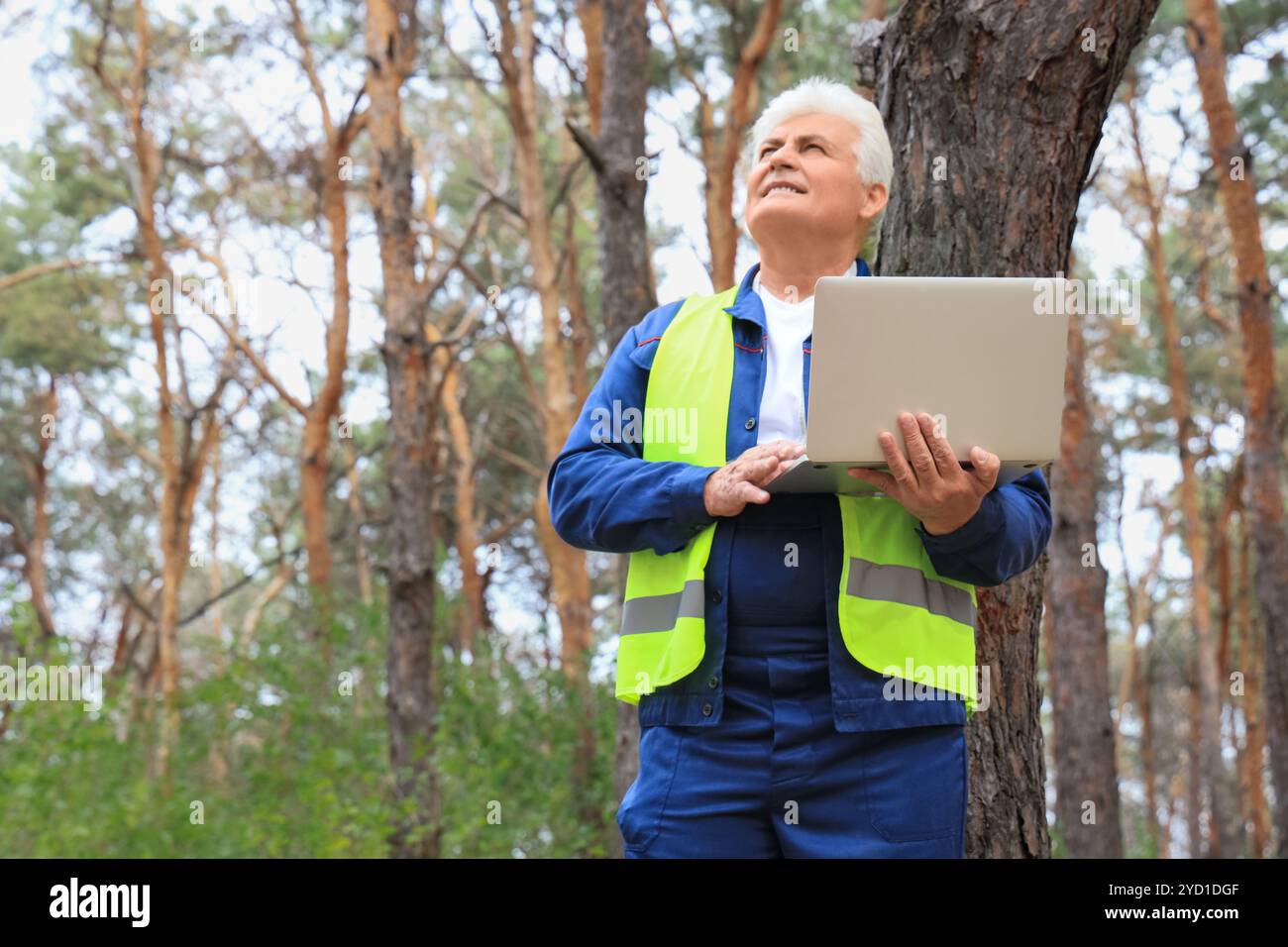 Senior forester with laptop in forest Stock Photo