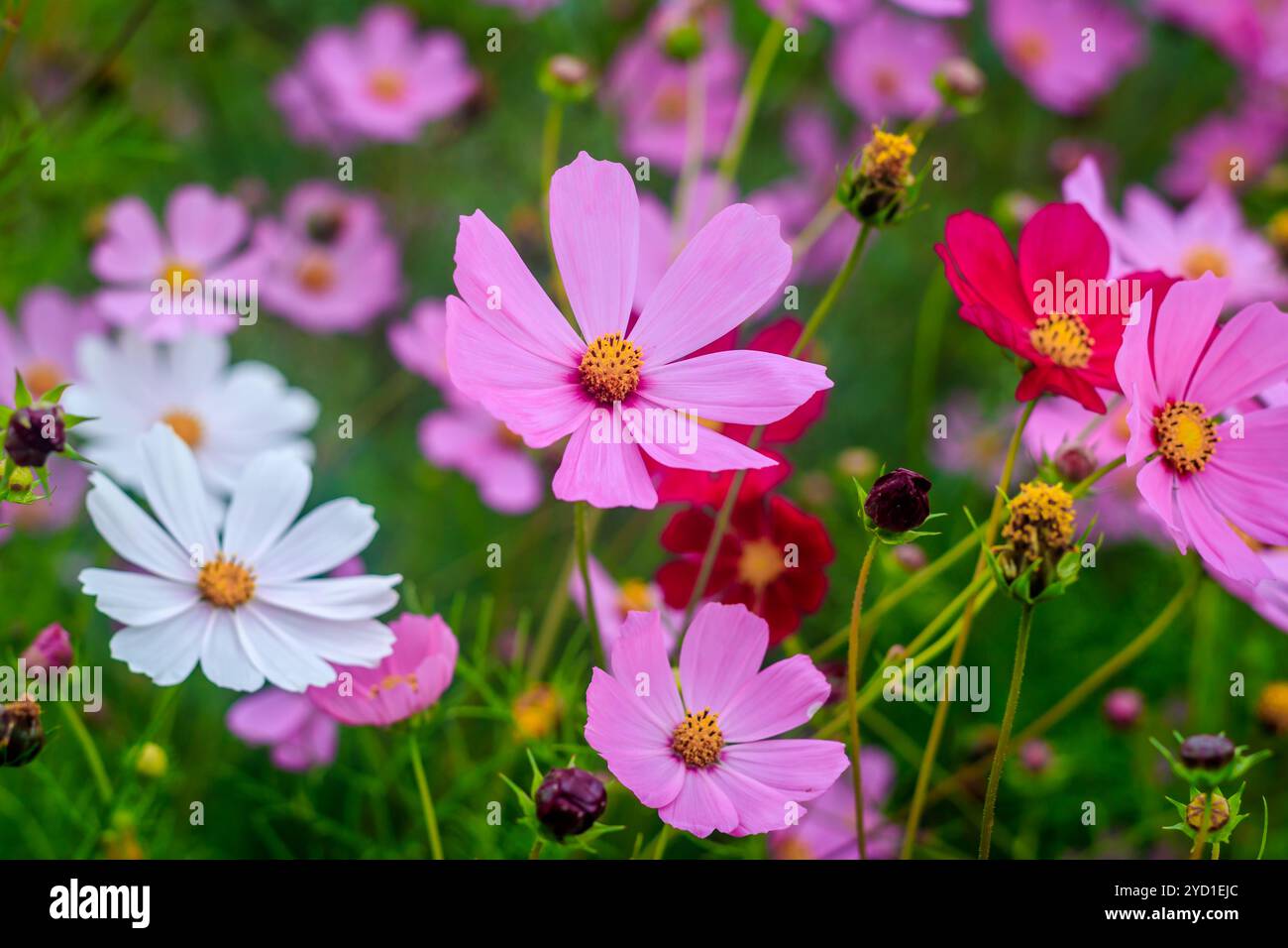 Beautiful pink rose flowers hi-res stock photography and images - Alamy