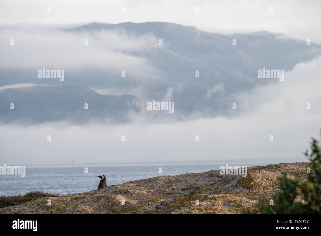 single Cape penguin near Simons Town and Boulders Beach, South Africa Stock Photo