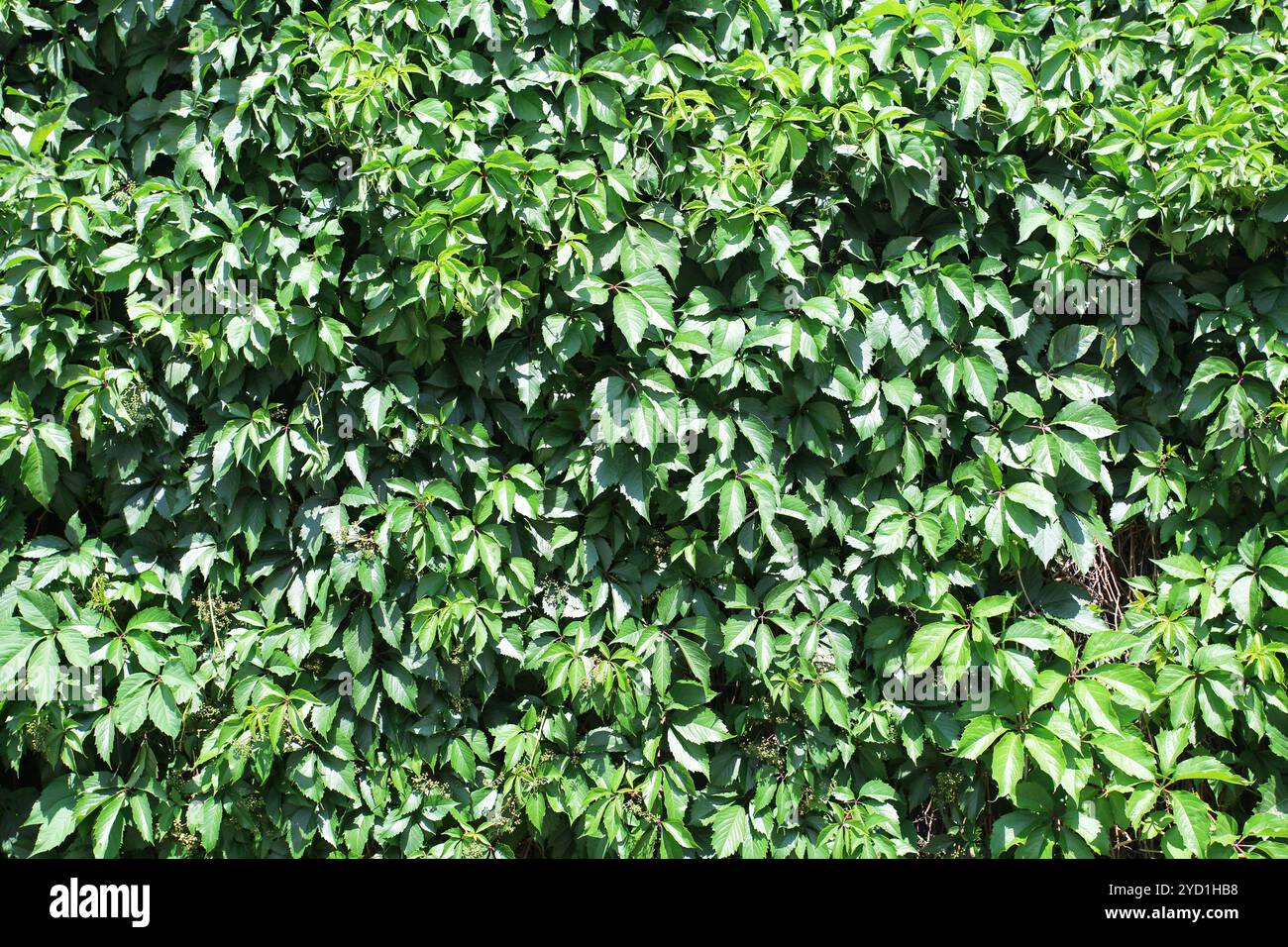 Green leaves as natural background Stock Photo - Alamy