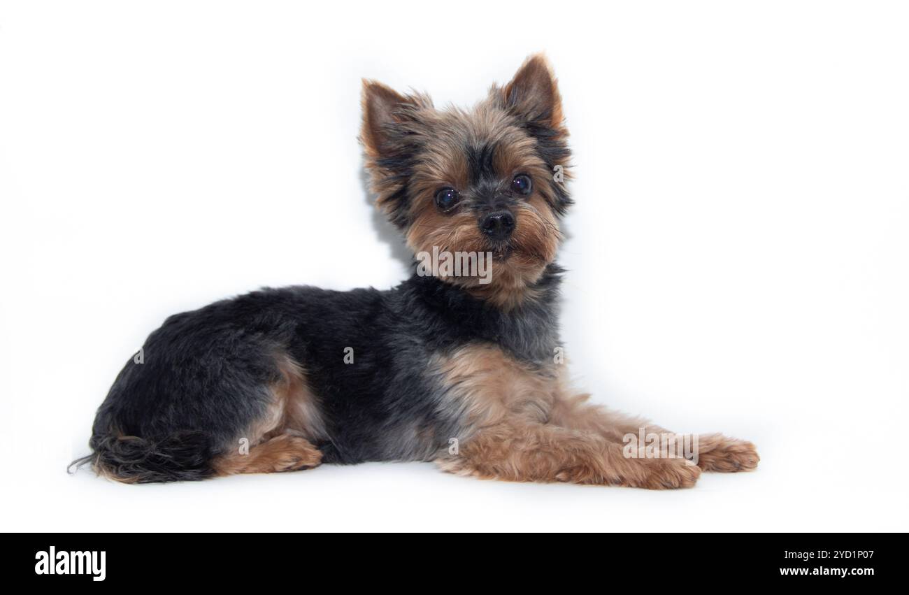 Yorkshire Terrier dog on a white background. Little dog isolated on a white background. Sheared dog. A pet. Stock Photo