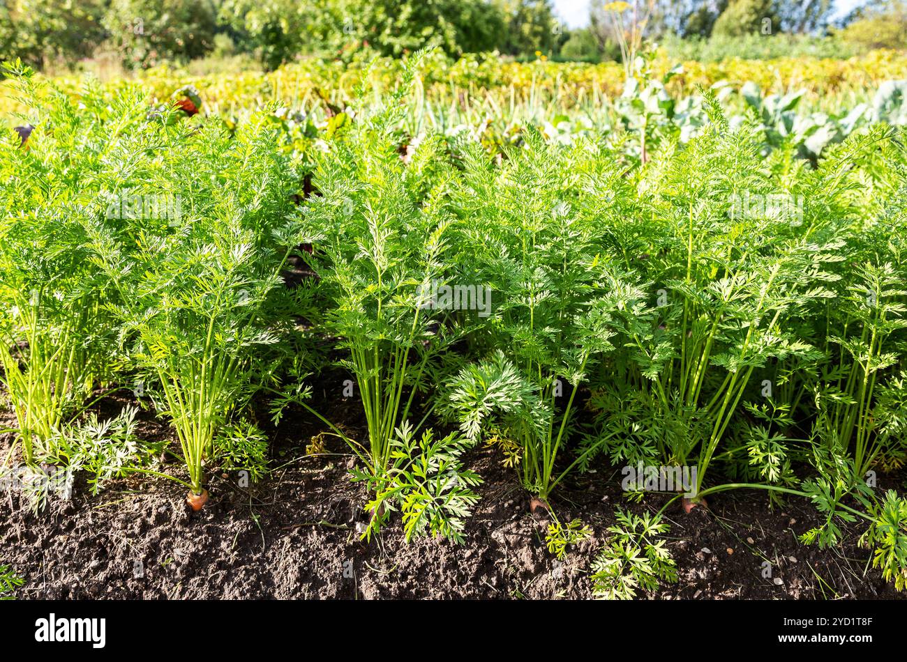 Carrot growing at the vegetable garden Stock Photo