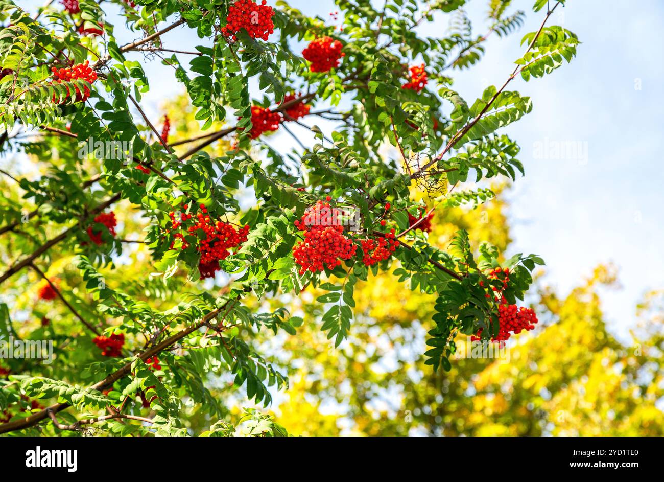 Red bunches mountain ash hi-res stock photography and images - Alamy
