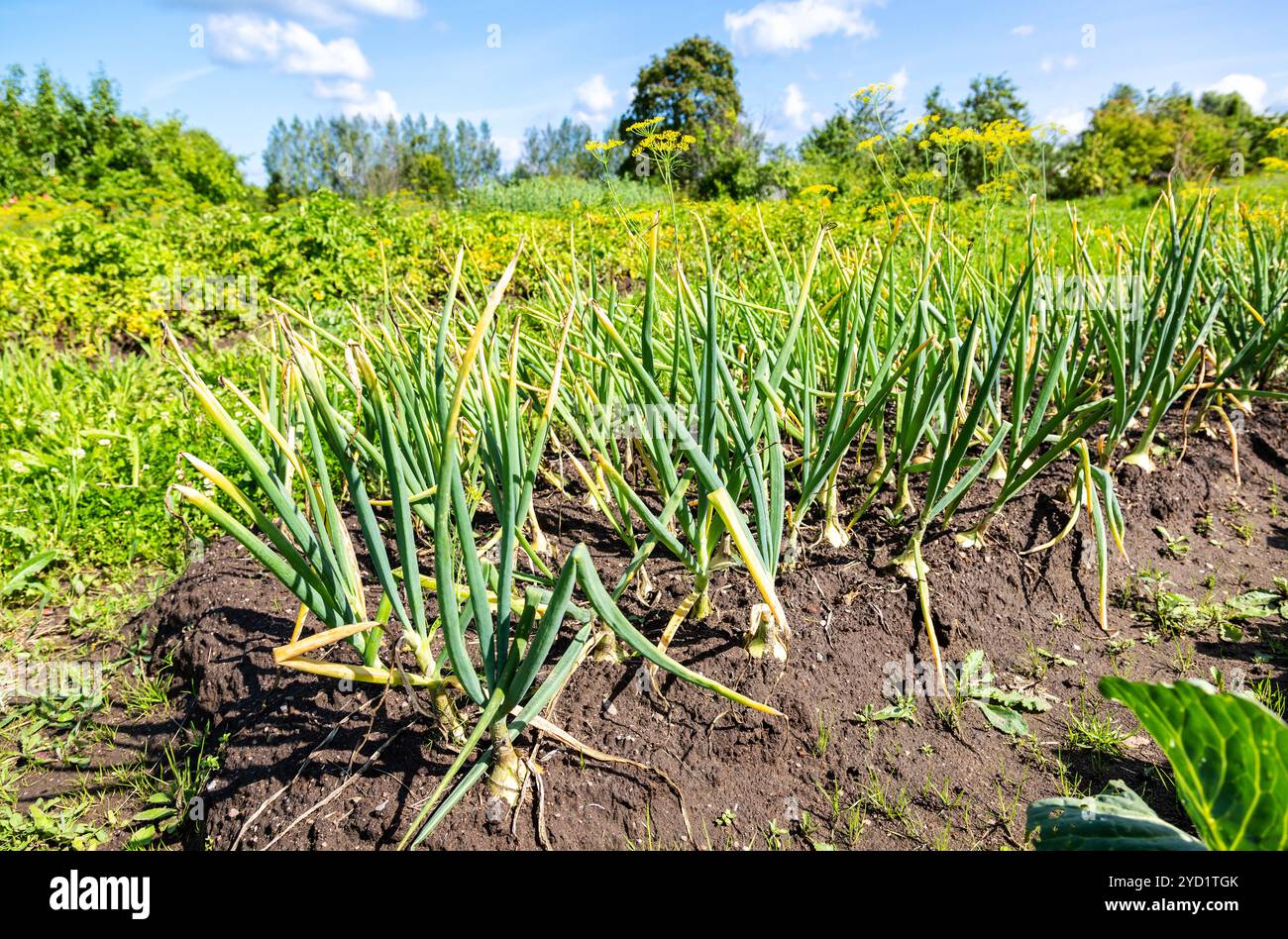 Green onion growing at the vegetable garden Stock Photo - Alamy