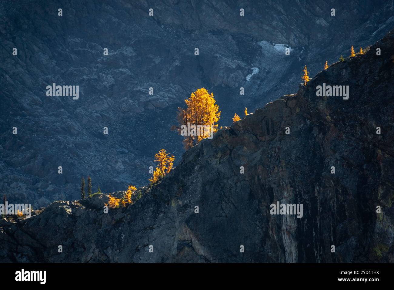 Golden larch trees rugged hi-res stock photography and images - Alamy