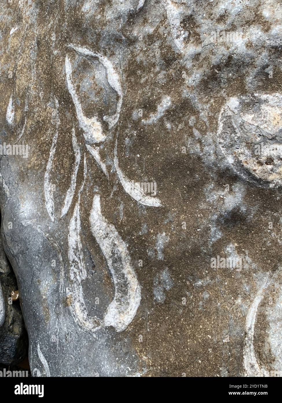 Ancient fossils from the sea exposed on rock Stock Photo