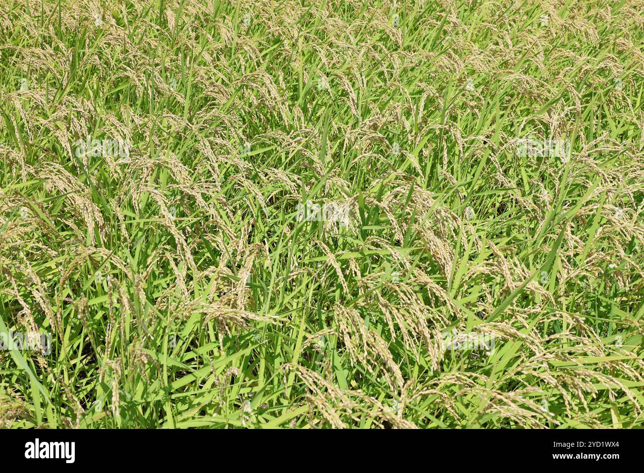 Paddy Photo Frame Japanese rice paddy scenery hi-res stock photography and images - Alamy