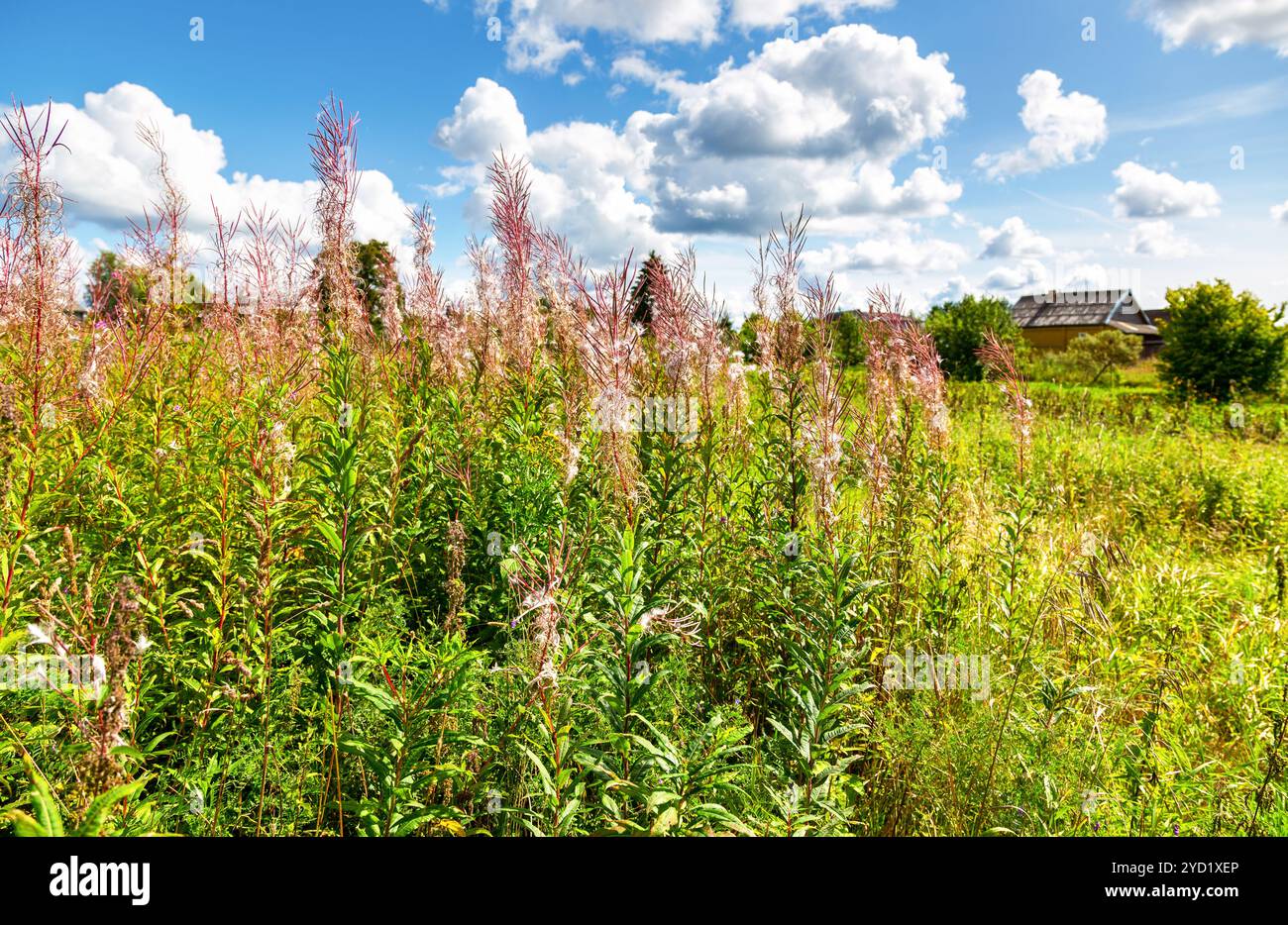 Summer flowering wildflowers hi-res stock photography and images - Alamy