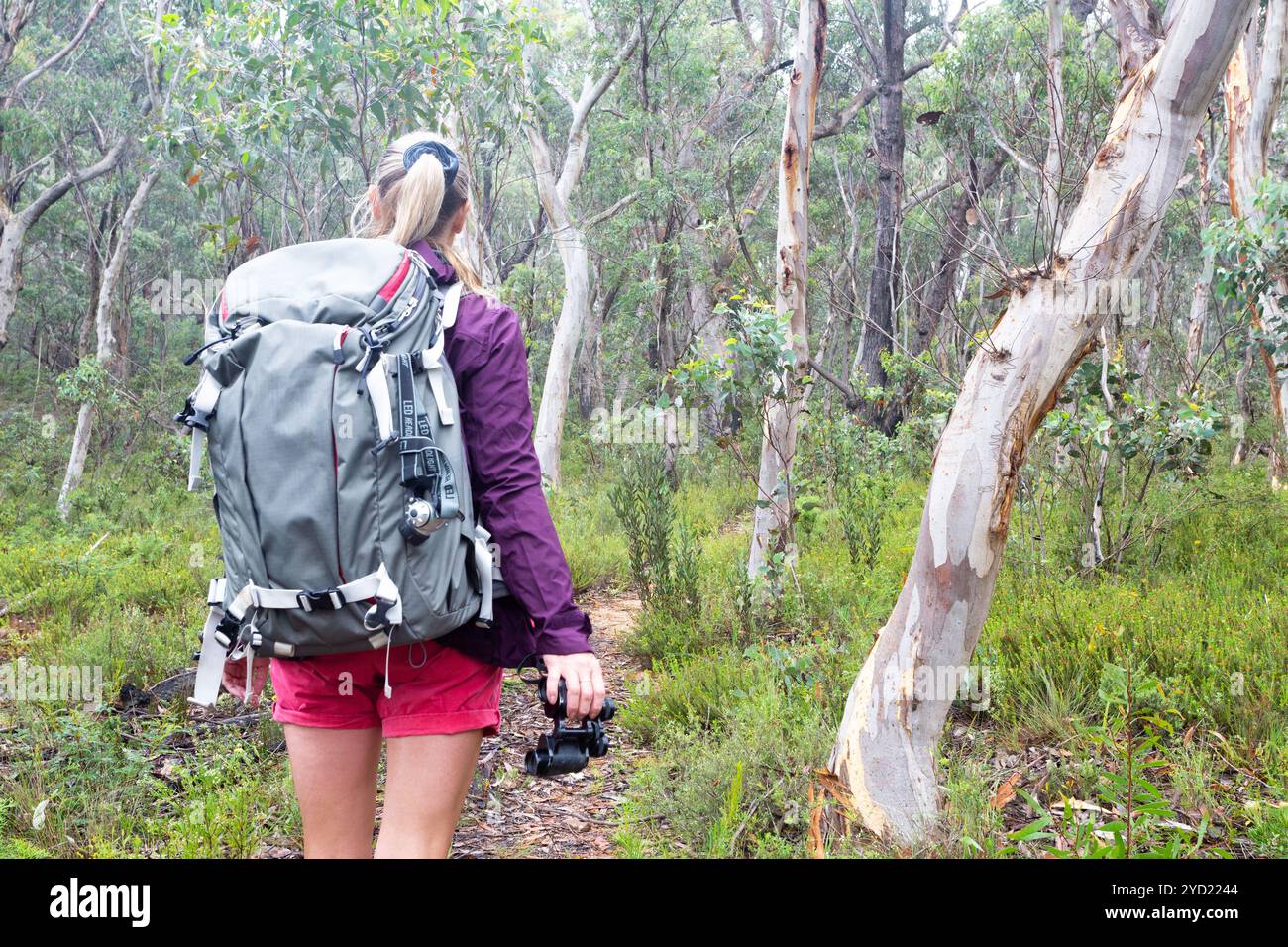 Woman on a trail hiking through Australian bushland of gums and