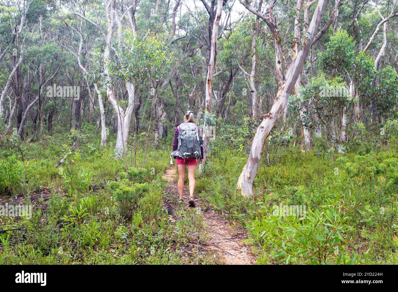 Woman hiking through forest of eucalypts and gum trees Stock Photo - Alamy