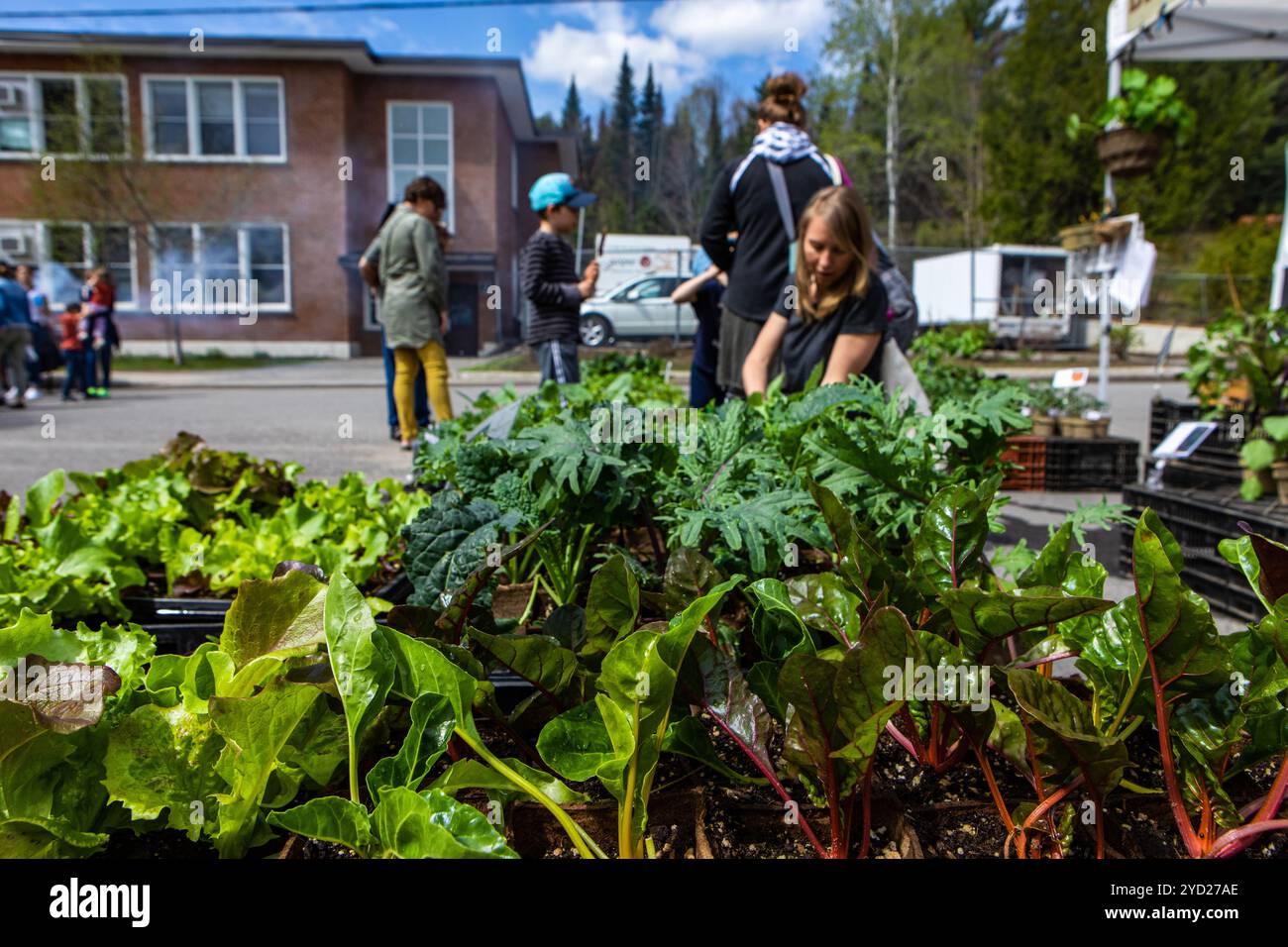 Organic produce sold at farmers market Stock Photo - Alamy