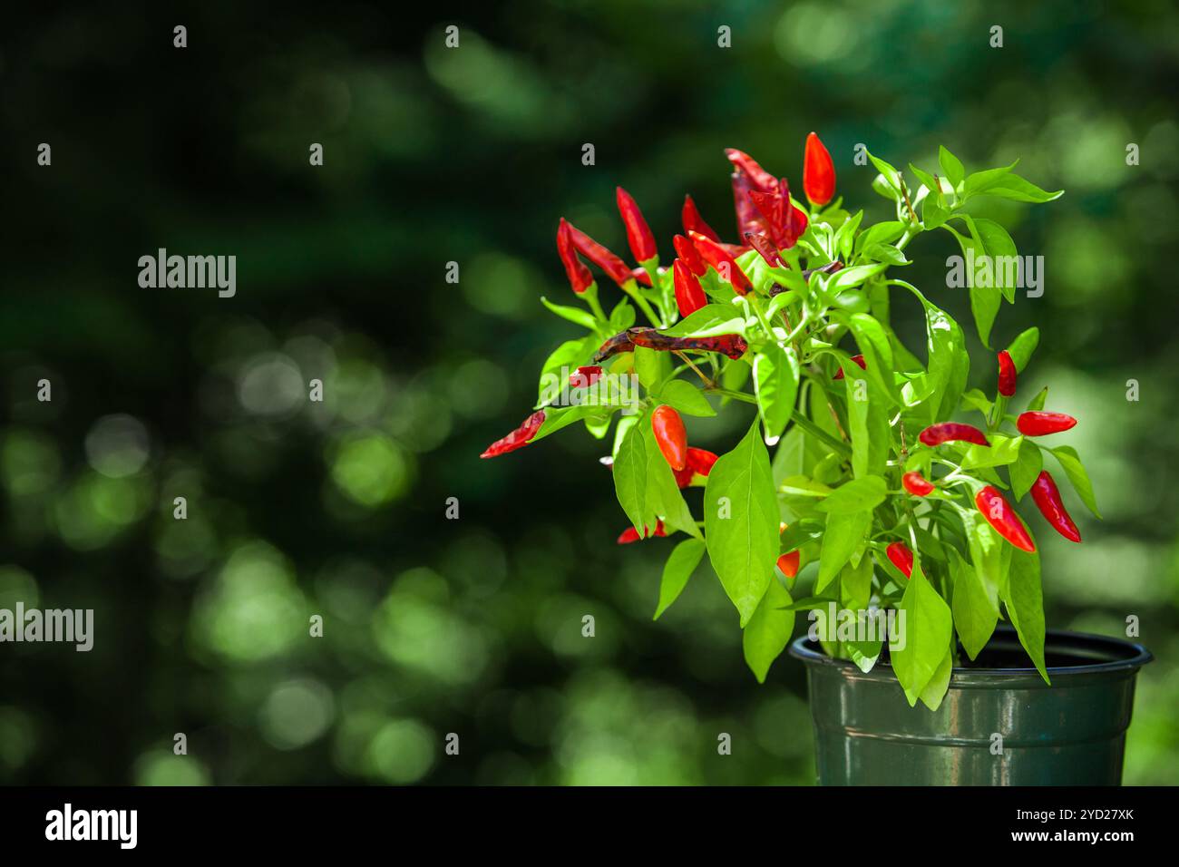 Red chili plant pictured with blurry background Stock Photo