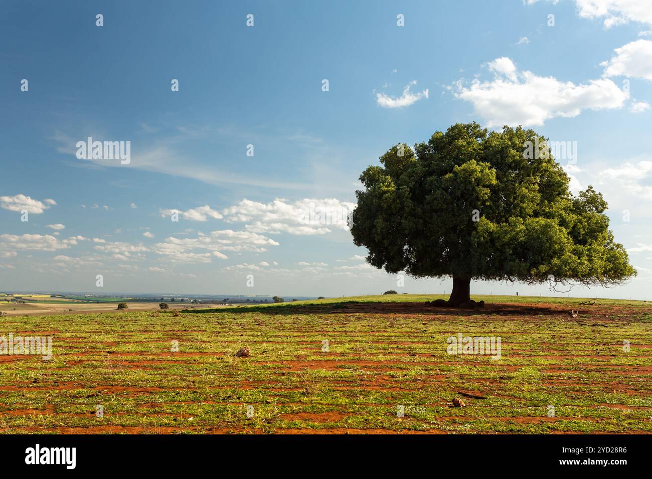 Irregular Tree Example Irregular field hi-res stock photography and images - Alamy