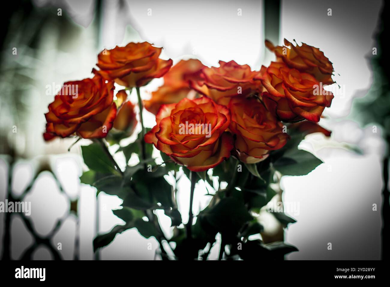 Blurry roses flower hi-res stock photography and images - Alamy