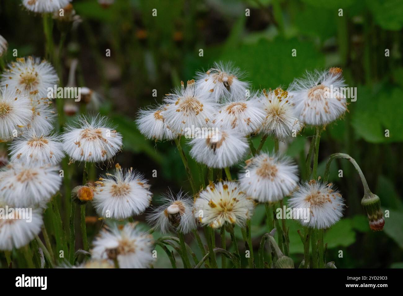 Spring dandelions hi-res stock photography and images - Alamy