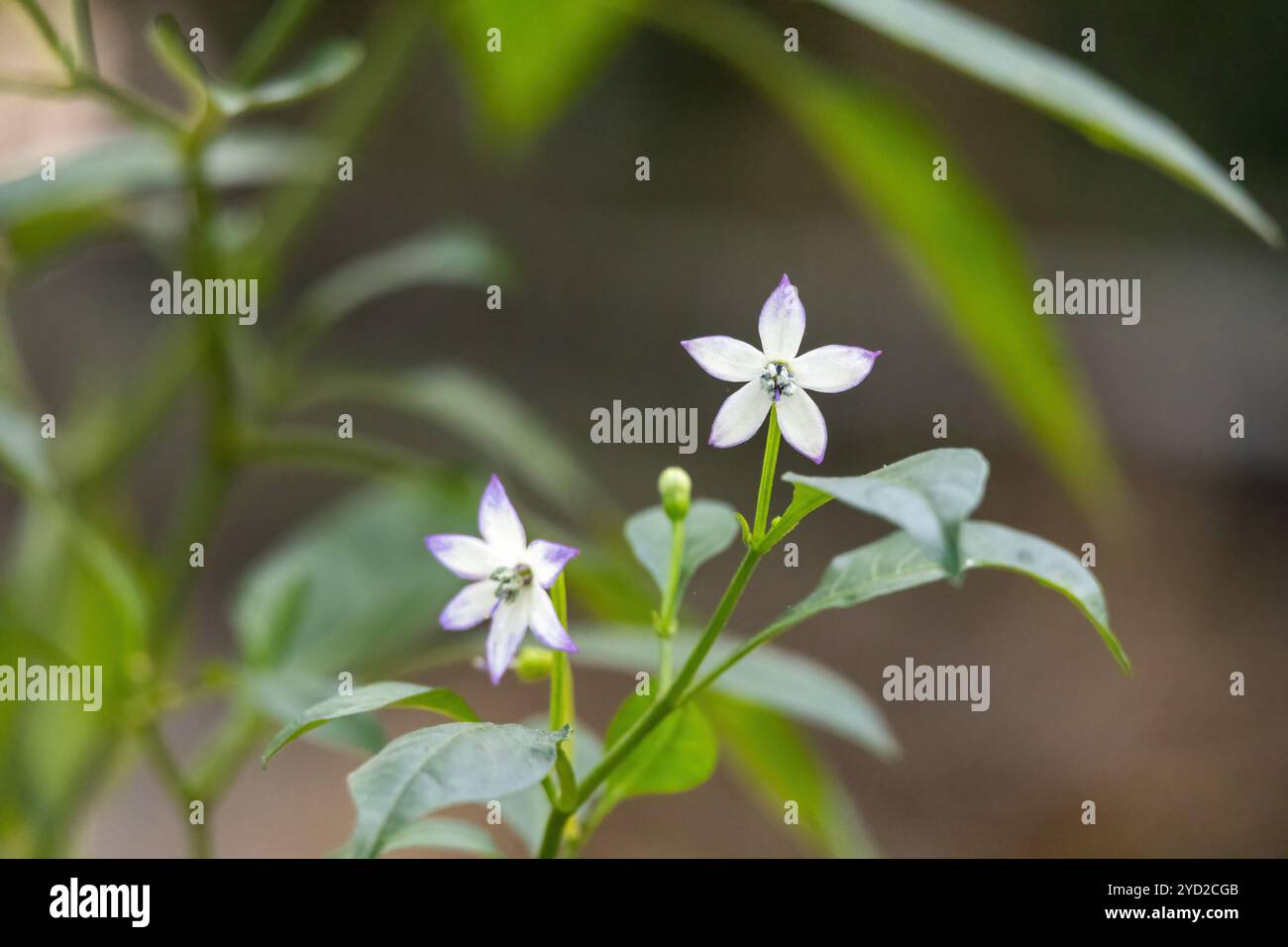 Chili pepper white flowers blooming in the vegetable garden. Stock Photo