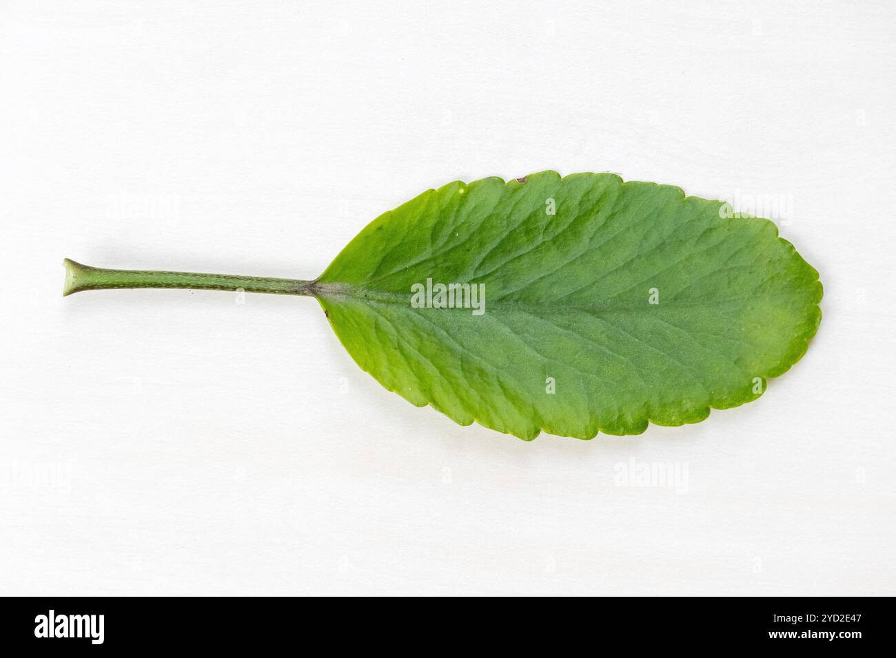 Green leaf of Kalanchoe pinnata plant. Locally called Pathorkuchi in Bangladesh. It is also known as cathedral bells, air plant, life plant. Stock Photo