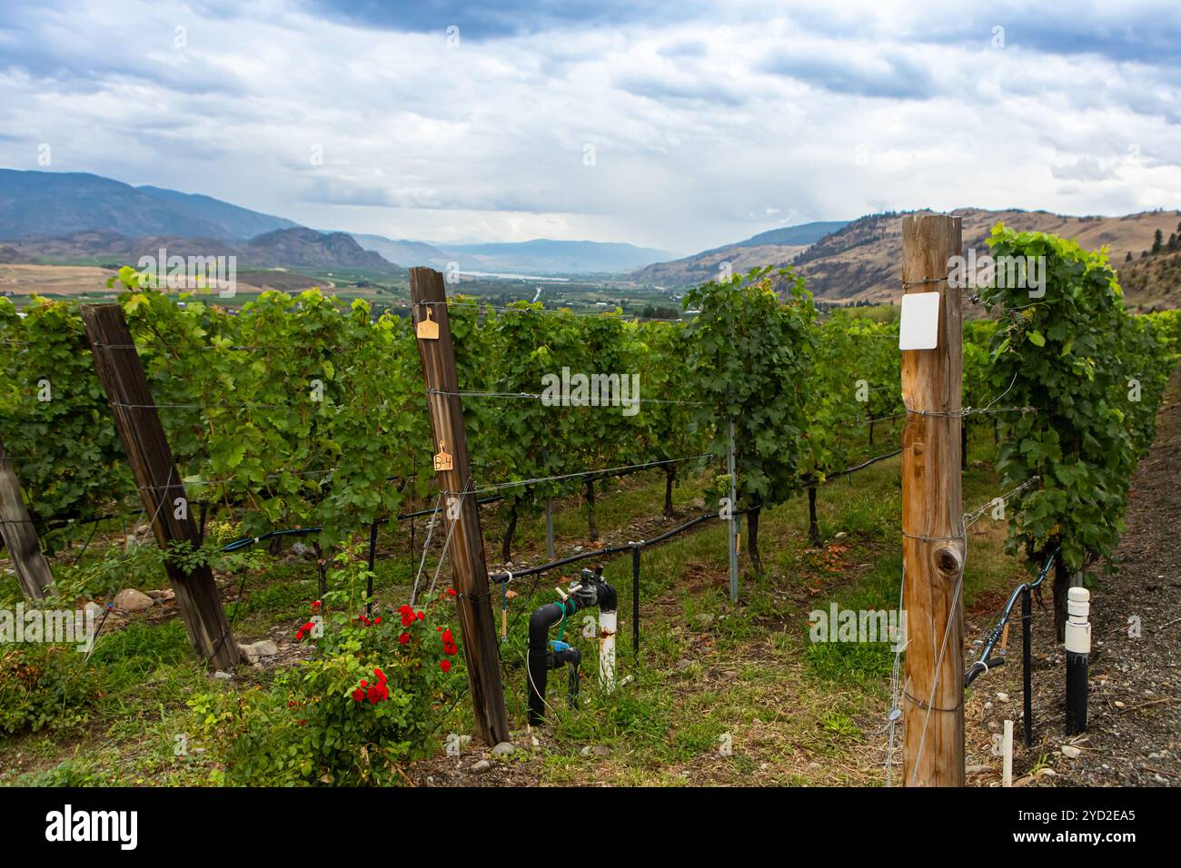 Vineyard end wooden posts vine grapes Stock Photo