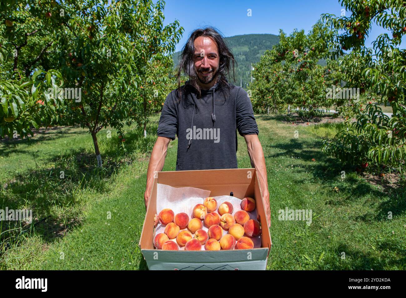 Caucasian man in the peaches orchard Stock Photo