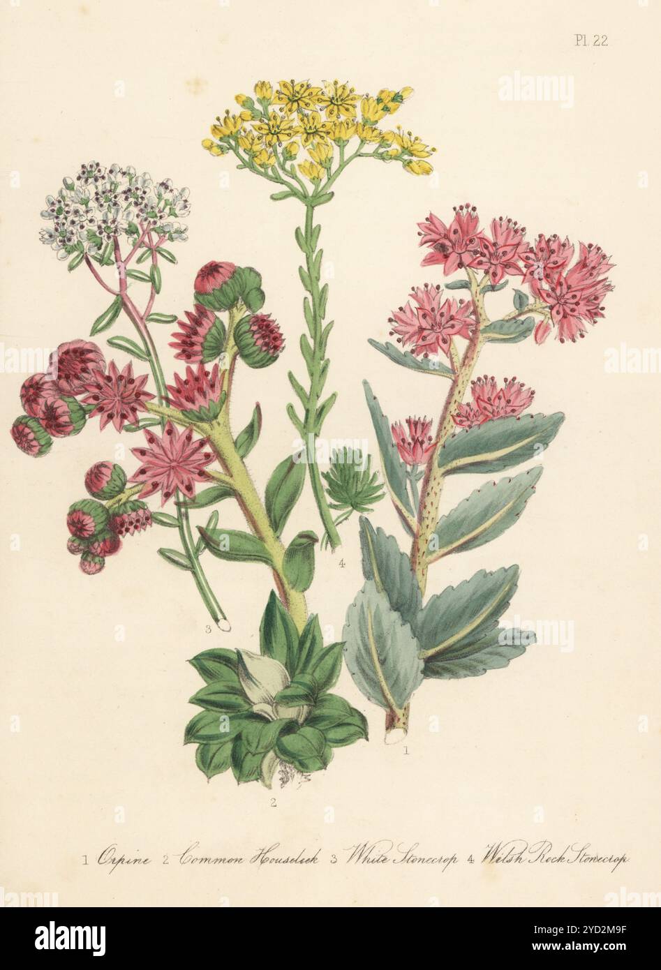 Orpine, Hylotelephium telephium, common houseleek, Sempervivum tectorum, white stonecrop, Sedum album, and Welsh rock stonecrop, Petrosedum forsterianum. Hand-coloured lithograph by Henry Noel Humphreys after a botanical illustration by Jane Loudon from her book British Wild Flowers, William Smith, London, 1846. Stock Photo