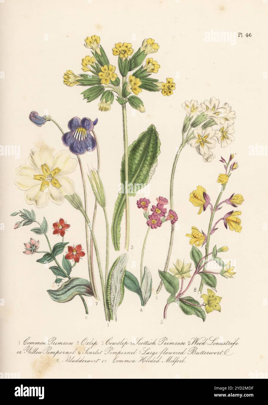 Primrose, Primula vulgaris, oxlip, Primula elatior, cowslip, Primula veris, Scottish primrose, Primula scotica, yellow pimpernel, Lysimachia nemorum, scarlet pimpernel, Anagallis arvensis, large-flowered butterwort, Pinguicula vulgaris, and hooded milfoil, Utricularia vulgaris. Hand-coloured lithograph by Henry Noel Humphreys after a botanical illustration by Jane Loudon from her book British Wild Flowers, William Smith, London, 1846. Stock Photo