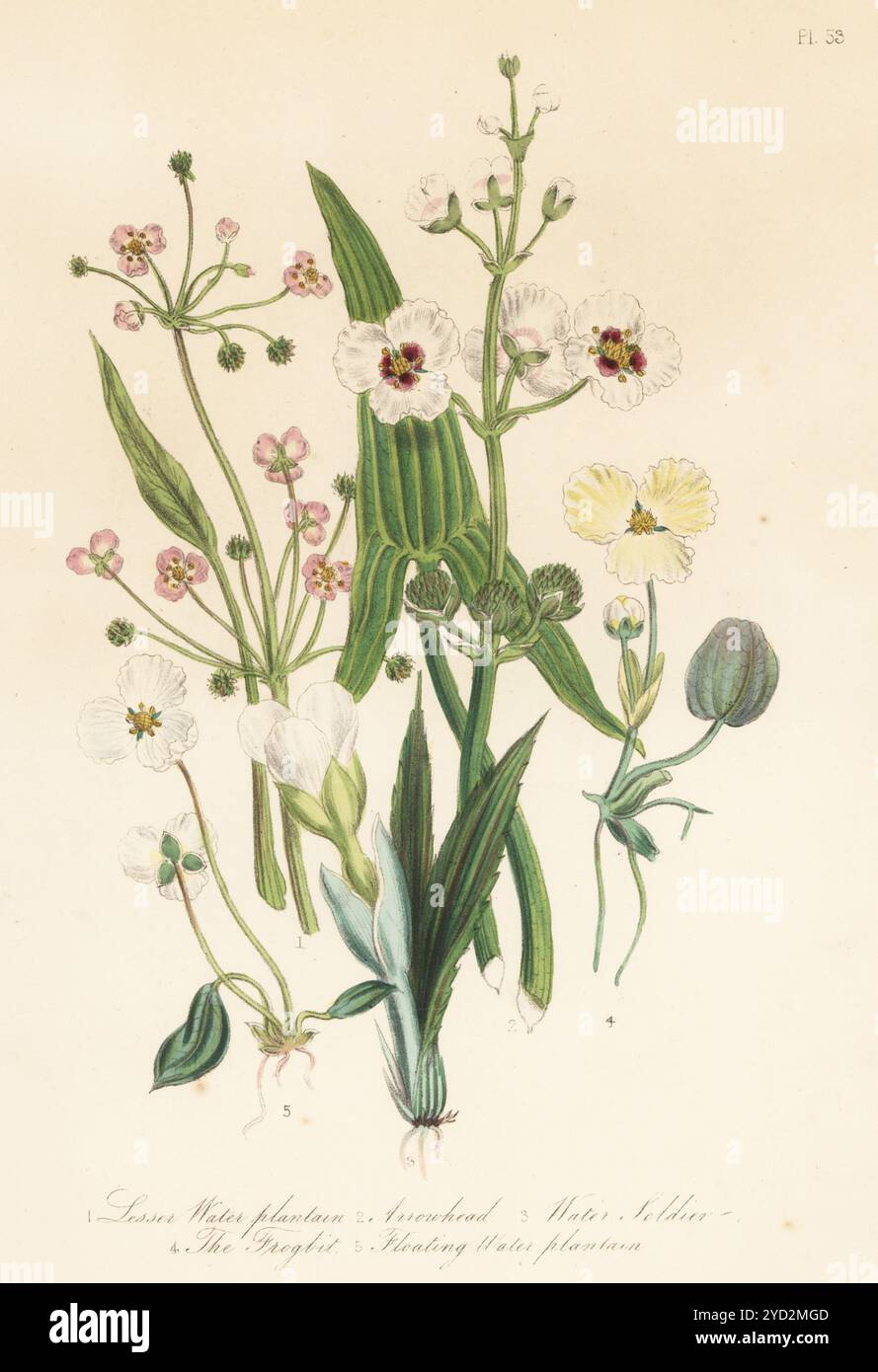 Lesser water plantain, Baldellia ranunculoides, arrowhead, Sagittaria sagittifolia, water soldier, Stratoites aloides, frogbit, Hydrocaris morsus-ranae, and floating water plantain, Luronium natans. Hand-coloured lithograph by Henry Noel Humphreys after a botanical illustration by Jane Loudon from her book British Wild Flowers, William Smith, London, 1846. Stock Photo