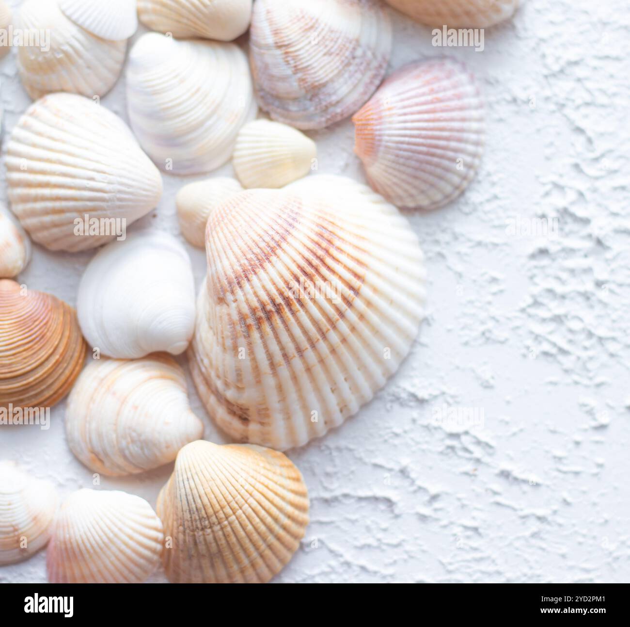 Shells on a light background . Article about vacation. Sea shells lie on a light background Stock Photo