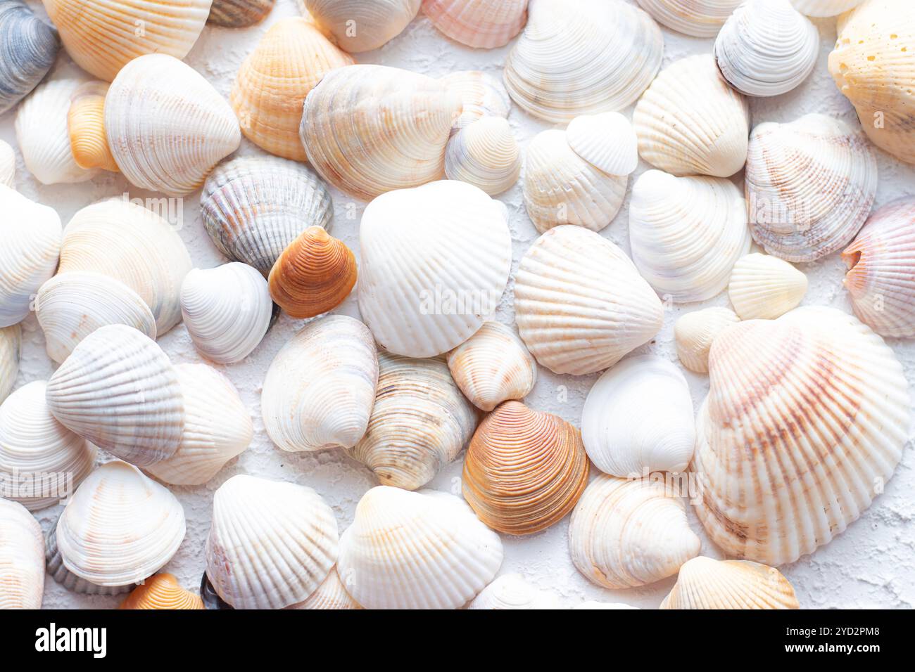 Shells on a light background . Article about vacation. Sea shells lie on a light background Stock Photo