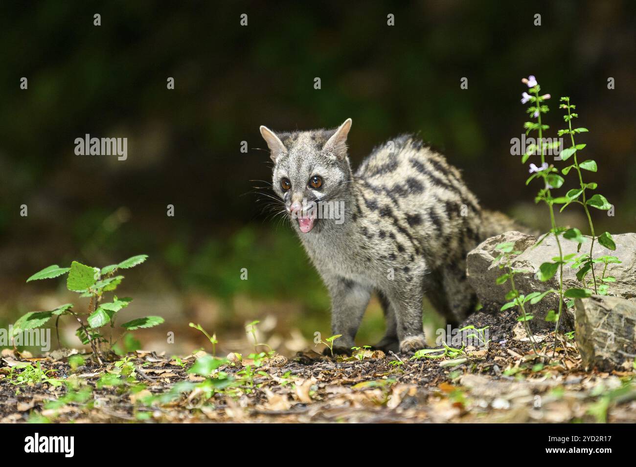 Common genet (Genetta genetta), wildlife in a forest, Montseny National ...