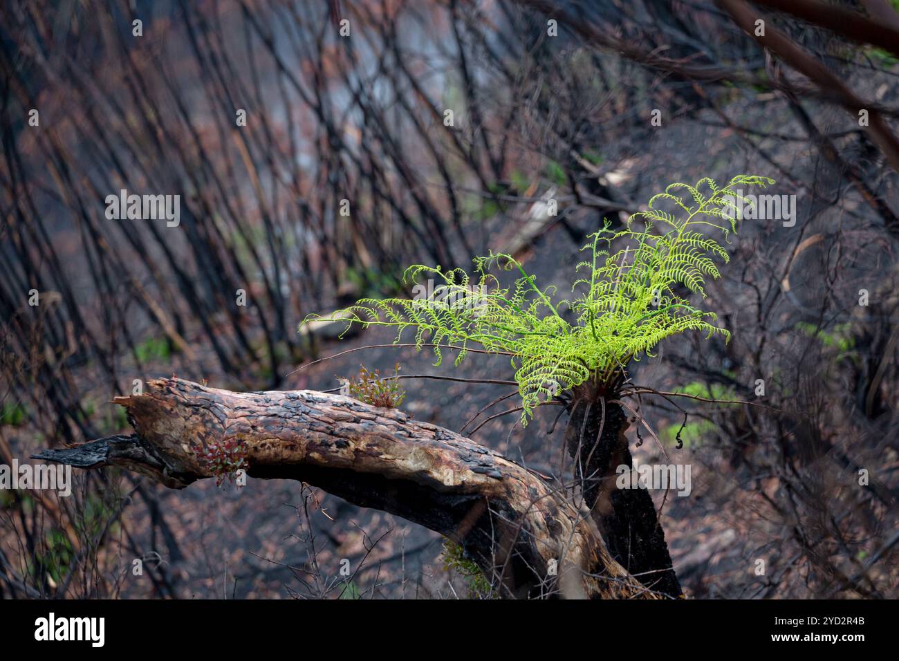 A tree fern flourishes after bush ires in Australia Stock Photo