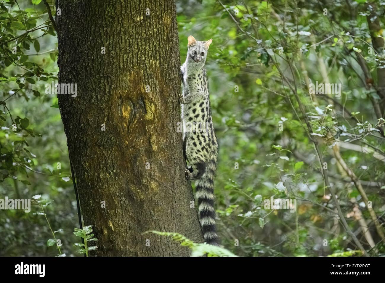Common genet (Genetta genetta), climbing on a tree wildlife in a forest ...