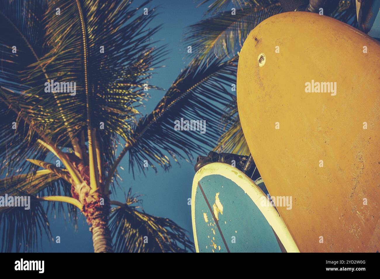Surf boards palm trees hi-res stock photography and images - Alamy
