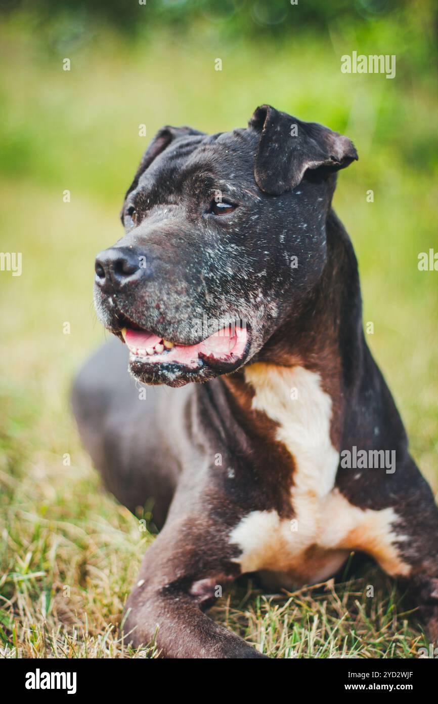 All Black Bully Pitbull Puppies For Sale American Bully Dog Black American  Pitbull For Sale Pitbull, image size:866x1390