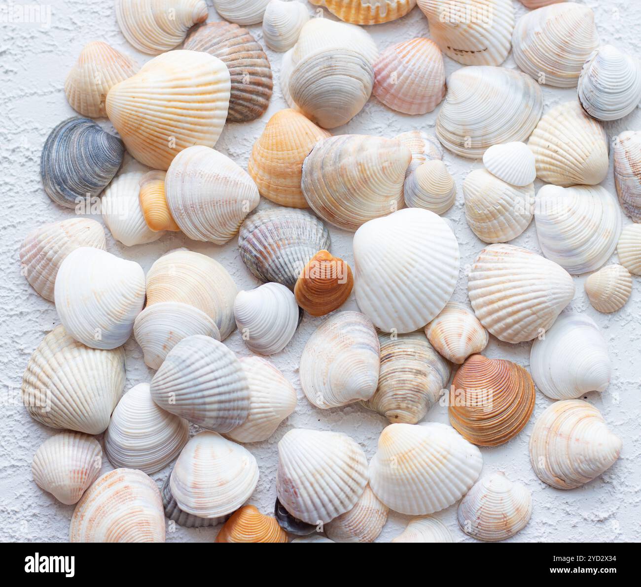 Shells on a light background . Article about vacation. Sea shells lie on a light background Stock Photo