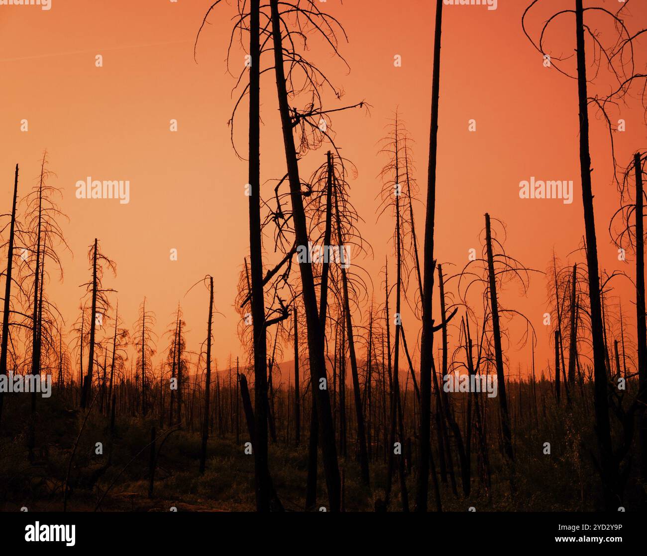 Red Sunset Through The Burnt Trees Of A Forest After A Fire Stock Photo ...