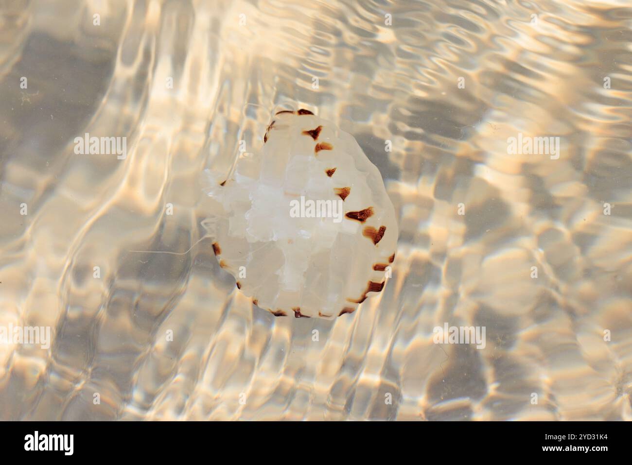 Compass Jellyfish [ Chrysaora hysoscella ] swimming in shallow water, UK Stock Photo