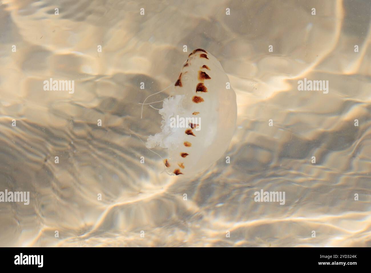 Compass Jellyfish [ Chrysaora hysoscella ] swimming in shallow water, UK Stock Photo